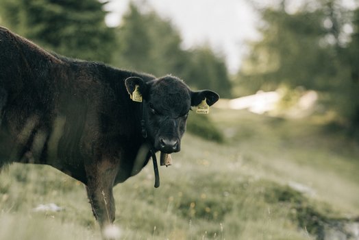 Cattle ranch Cattle ranch